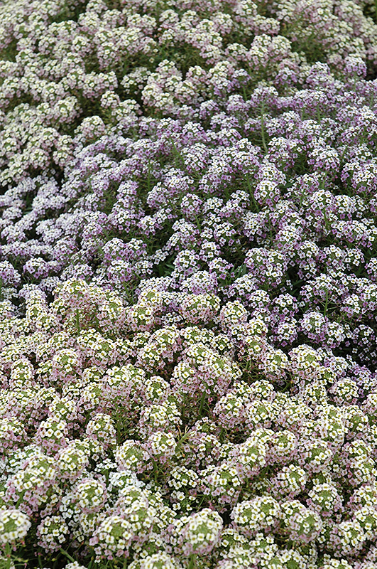Pastel Carpet Alyssum (Lobularia maritima 'Pastel Carpet') at Hicks Nurseries
