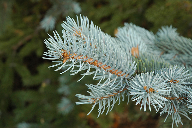 Blue Colorado Spruce (Picea pungens 'var. glauca') at Hicks Nurseries
