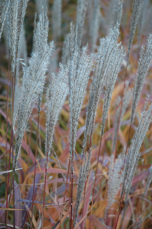 Flame Grass (Miscanthus sinensis 'Purpurascens') at Hicks Nurseries