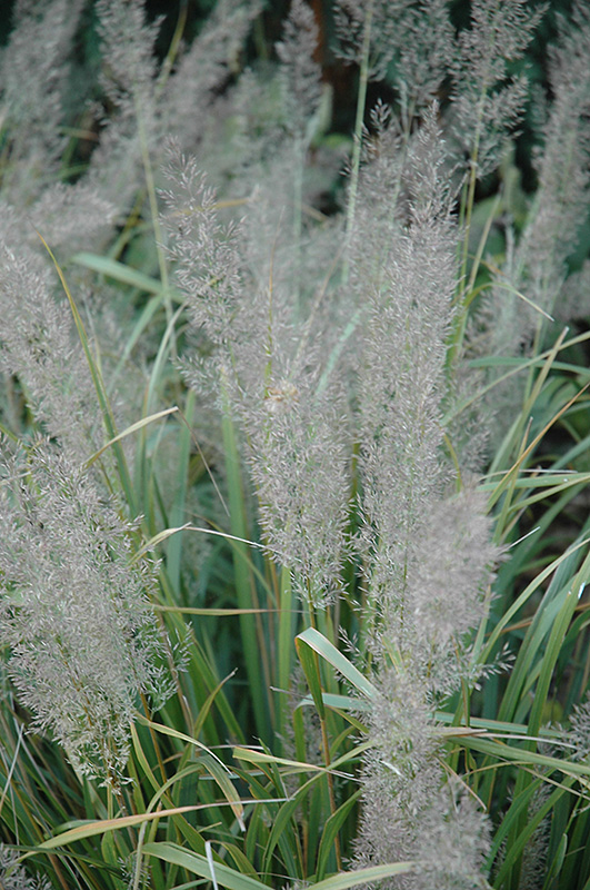 Korean Reed Grass (Calamagrostis brachytricha) at Hicks Nurseries