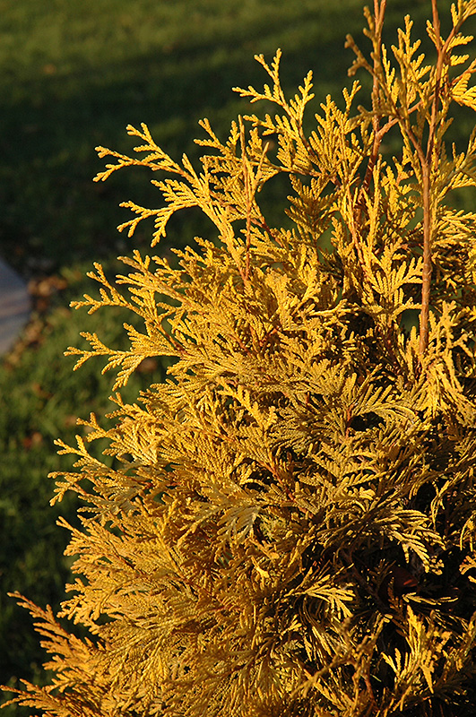 Yellow Ribbon Arborvitae (Thuja occidentalis 'Yellow Ribbon') at Hicks Nurseries
