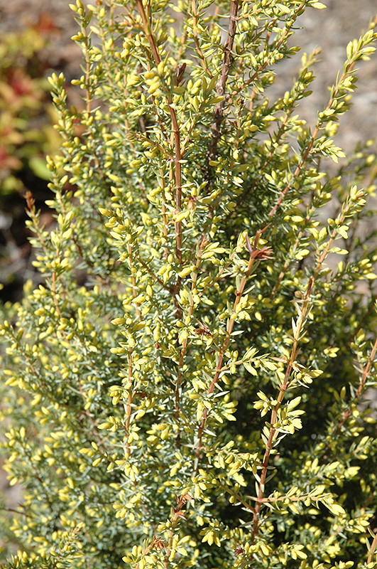 Gold Cone Juniper (Juniperus communis 'Gold Cone') at Hicks Nurseries