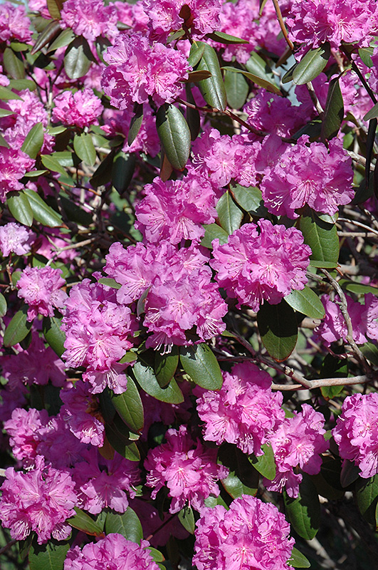 P.J.M. Rhododendron (Rhododendron 'P.J.M.') at Hicks Nurseries
