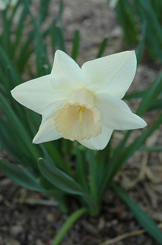 Passionale Daffodil (Narcissus 'Passionale') at Hicks Nurseries