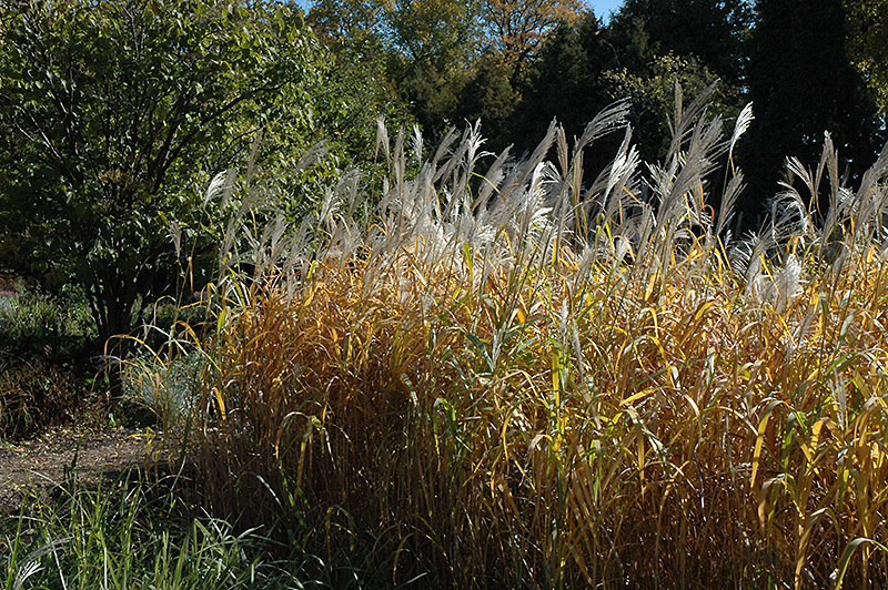 Maiden Grass (Miscanthus sinensis) at Hicks Nurseries