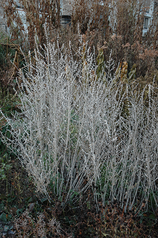 Russian Sage (Perovskia atriplicifolia) at Hicks Nurseries
