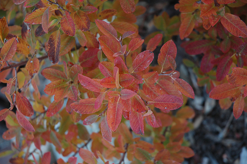 Rainbow Pillar Serviceberry (Amelanchier canadensis 'Glennform') at Hicks Nurseries