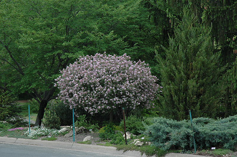 Dwarf Korean Lilac (tree form) (Syringa meyeri 'Palibin (tree form)') at Hicks Nurseries