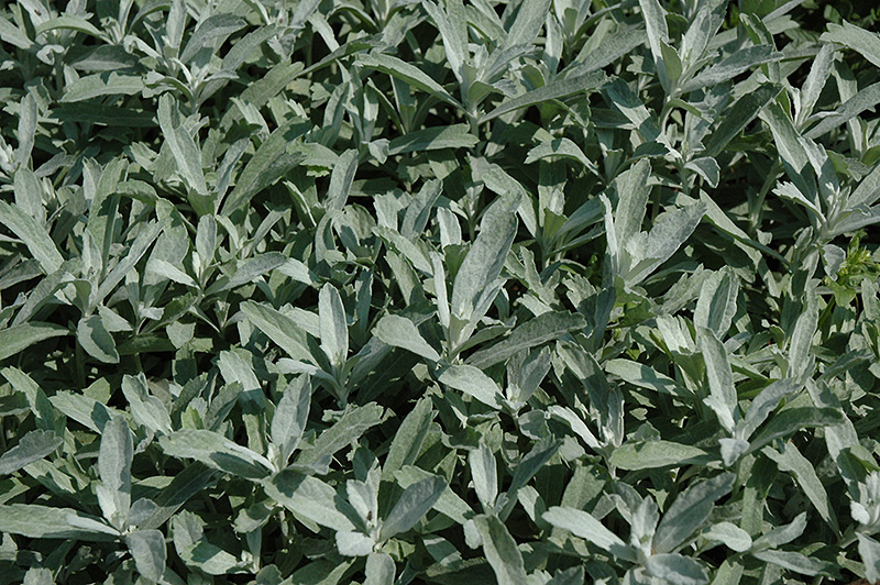 Silver King Artemesia (Artemisia ludoviciana 'Silver King') at Hicks Nurseries