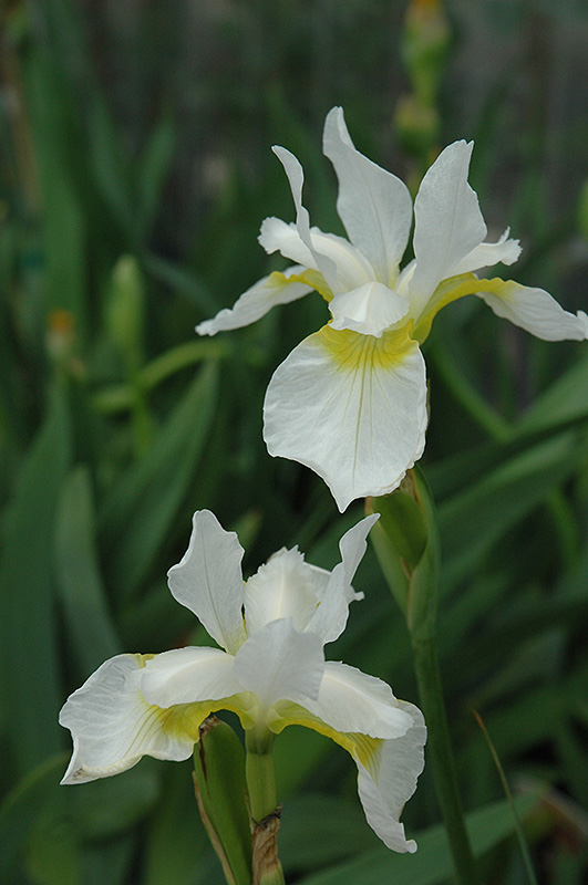 Iris sibirica 'Snow Queen' - Vente Iris de Sibérie blanc