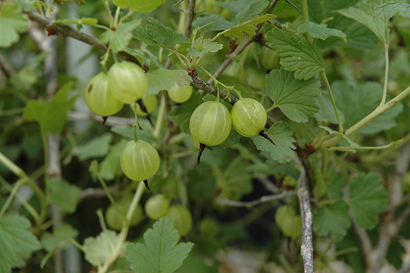 Hinnonmaki Yellow Gooseberry (Ribes uva-crispa 'Hinnonmaki Yellow') at Hicks Nurseries
