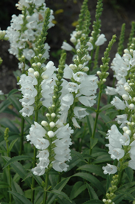 Miss Manners Obedient Plant (Physostegia virginiana 'Miss Manners') at Hicks Nurseries