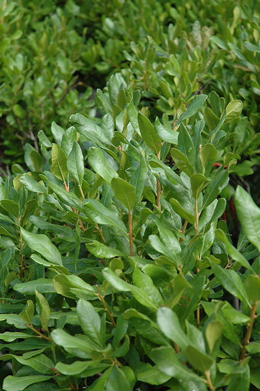 Northern Bayberry (Myrica pensylvanica) at Hicks Nurseries