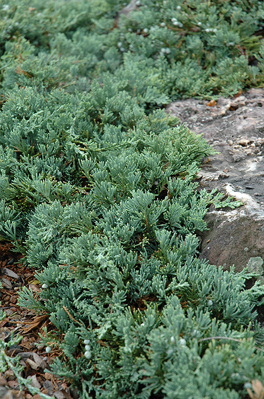 Blue Rug Juniper (Juniperus horizontalis 'Wiltonii') at Hicks Nurseries