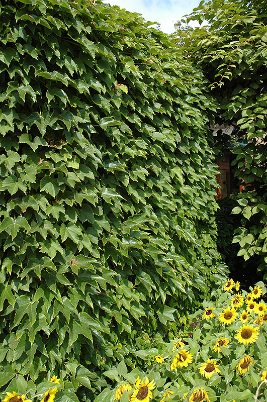 Boston Ivy (Parthenocissus tricuspidata) at Hicks Nurseries