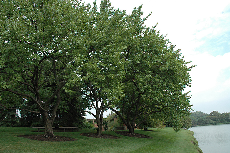 Goldcot Apricot (Prunus armeniaca 'Goldcot') at Hicks Nurseries