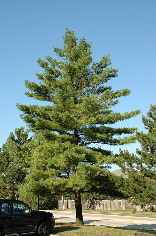 White Pine (Pinus strobus) at Hicks Nurseries