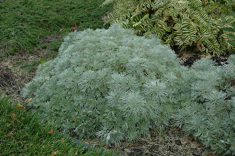 Silver Mound Artemesia (Artemisia schmidtiana 'Silver Mound') at Hicks Nurseries