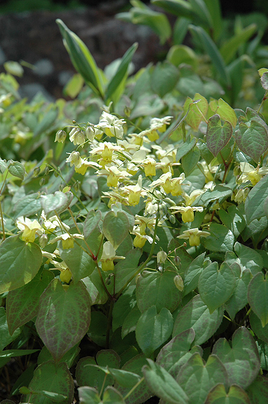 Yellow Barrenwort (Epimedium x versicolor 'Sulphureum') at Hicks Nurseries