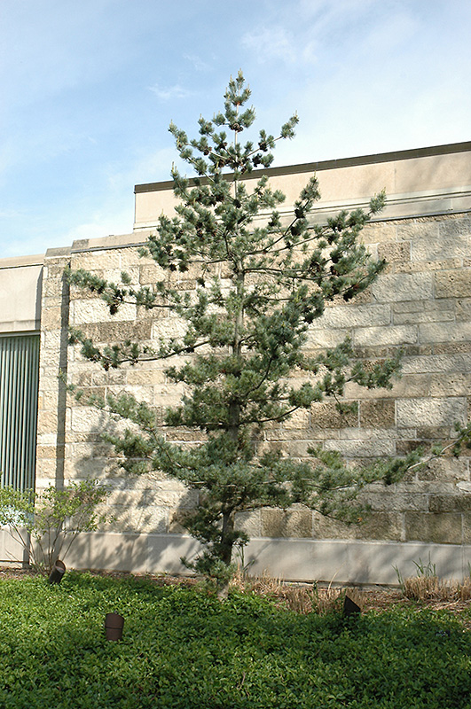 Japanese White Pine (Pinus parviflora) at Hicks Nurseries