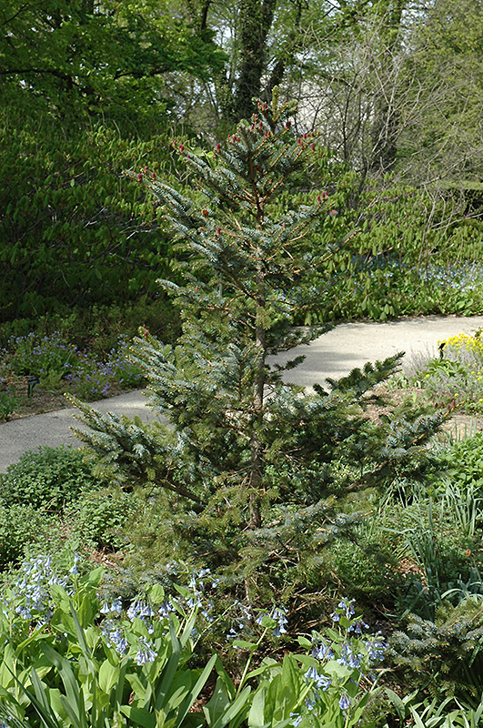 Howell's Dwarf Tigertail Spruce (Picea bicolor 'Howell's Dwarf Tigertail') at Hicks Nurseries