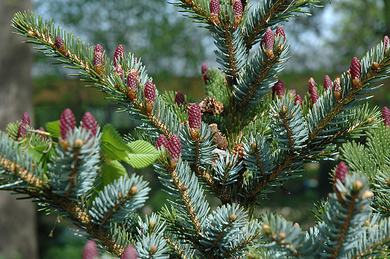 Howell's Dwarf Tigertail Spruce (Picea bicolor 'Howell's Dwarf Tigertail') at Hicks Nurseries