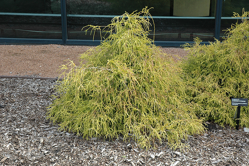 Sungold Falsecypress (Chamaecyparis pisifera 'Sungold') at Hicks Nurseries