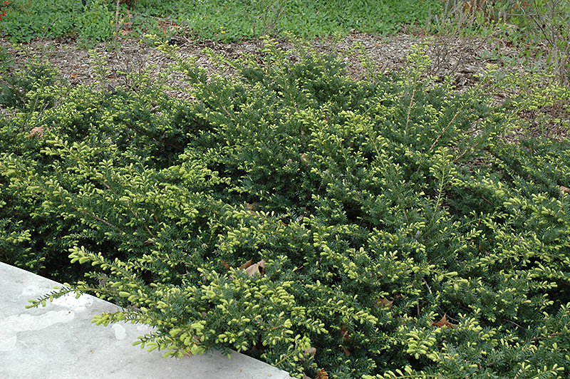 Everlow Yew (Taxus x media 'Everlow') at Hicks Nurseries
