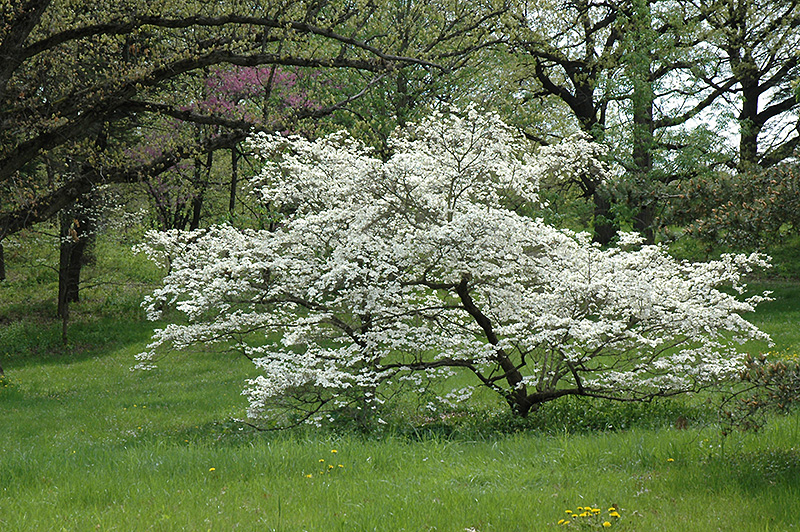White Cloud Flowering Dogwood (Cornus florida 'White Cloud') at Hicks Nurseries