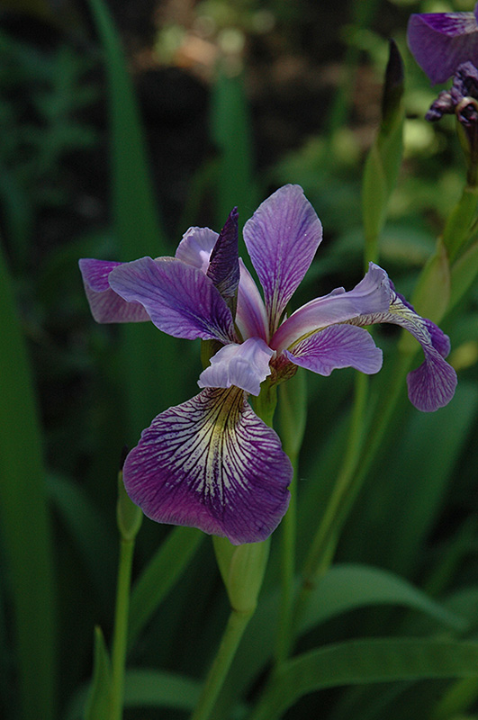 Blue Flag Iris (Iris versicolor) at Hicks Nurseries