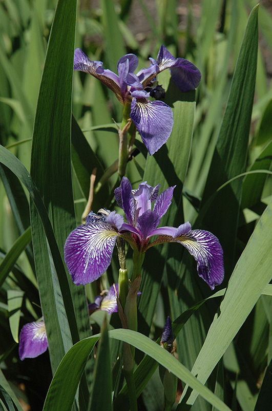 Siberian Iris (Iris sibirica) at Hicks Nurseries