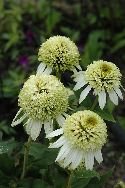 Coconut Lime Coneflower (Echinacea 'Coconut Lime') at Hicks Nurseries