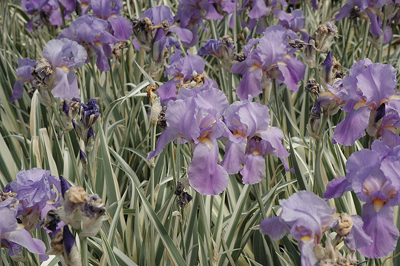 Variegated Sweet Iris (Iris pallida 'Variegata') at Hicks Nurseries