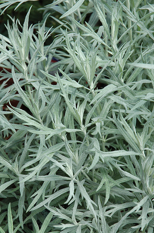 Siver Queen Artemesia (Artemisia ludoviciana 'Silver Queen') at Hicks Nurseries