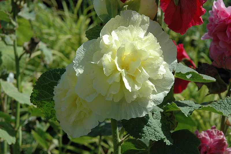Chater's Double Yellow Hollyhock (Alcea rosea 'Chater's Double Yellow') at Hicks Nurseries