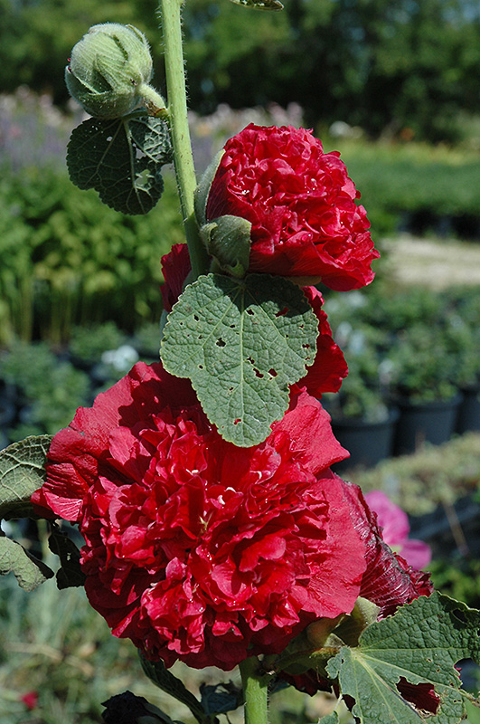 Chater's Double Red Hollyhock (Alcea rosea 'Chater's Double Red') at Hicks Nurseries
