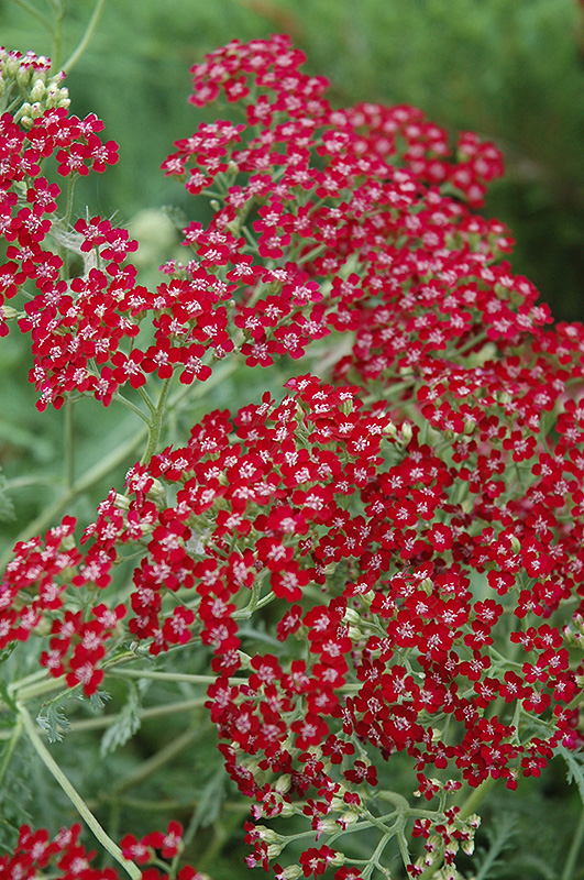 Red Beauty Yarrow (Achillea millefolium 'Red Beauty') at Hicks Nurseries