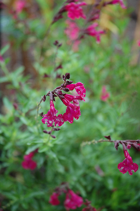 Raspberry Royal Sage (Salvia greggii 'Raspberry Royal') at Hicks Nurseries