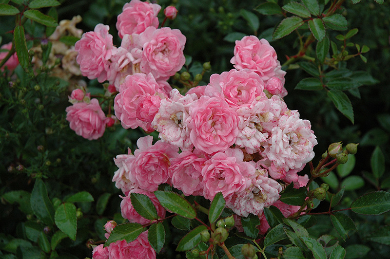 The Fairy Rose (Rosa 'The Fairy') at Hicks Nurseries