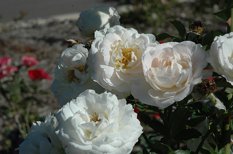 Snowdrift Rose (Rosa 'BAIrift') at Hicks Nurseries