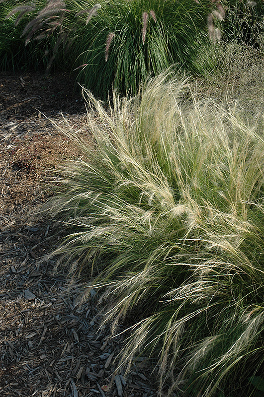 Pony Tails Mexican Feather Grass (Stipa tenuissima 'Pony Tails') at Hicks Nurseries