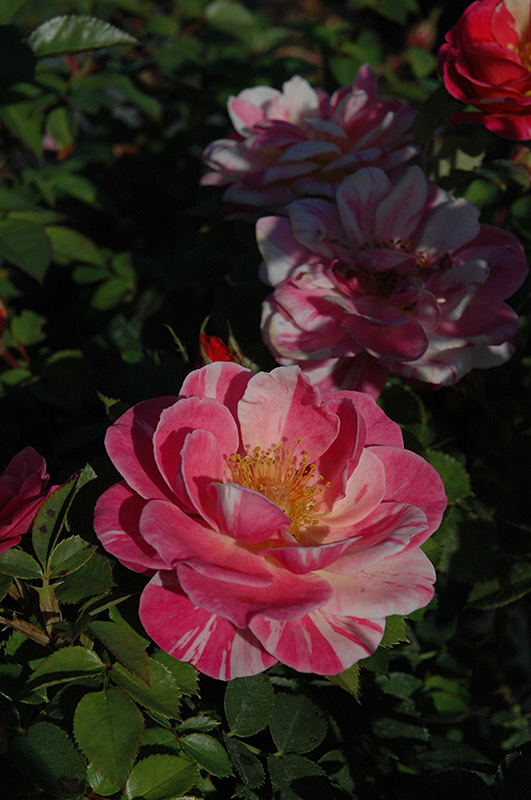 Fiesta Rose (Rosa 'Fiesta') at Hicks Nurseries