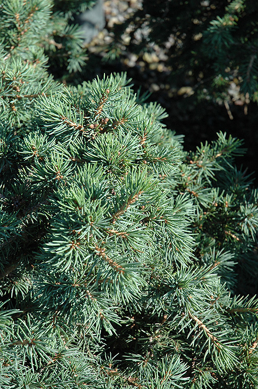 Parson's Dwarf Spruce (Picea abies 'Parson's Dwarf') at Hicks Nurseries