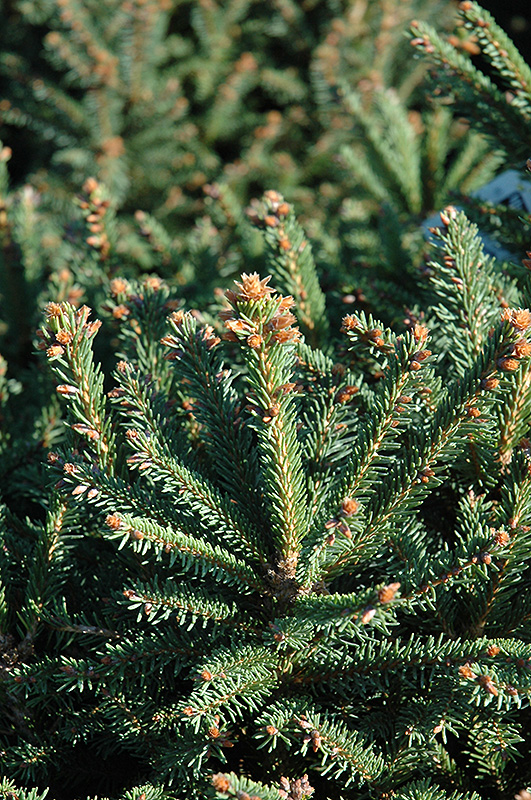 Sharpleaf Dwarf Norway Spruce (Picea abies 'Mucronata') at Hicks Nurseries