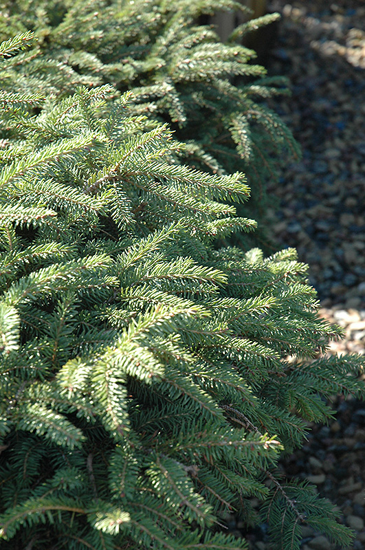 Elegans Spruce (Picea abies 'Elegans') at Hicks Nurseries