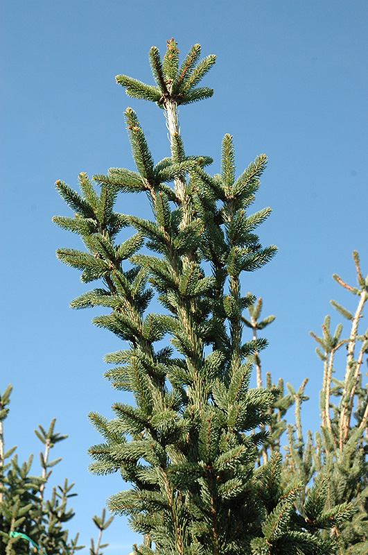 Columnar Norway Spruce (Picea abies 'Cupressina') at Hicks Nurseries