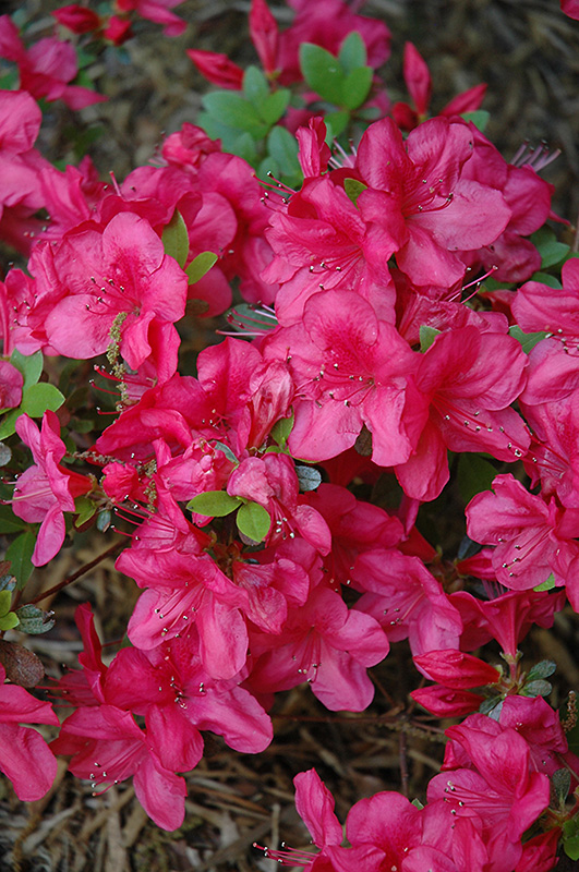 Mother's Day Azalea (Rhododendron 'Mother's Day') at Hicks Nurseries