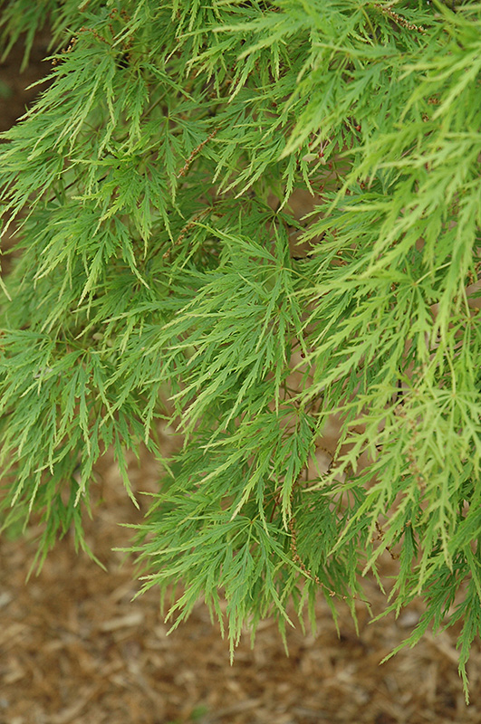 Cutleaf Japanese Maple (Acer palmatum 'Dissectum') at Hicks Nurseries