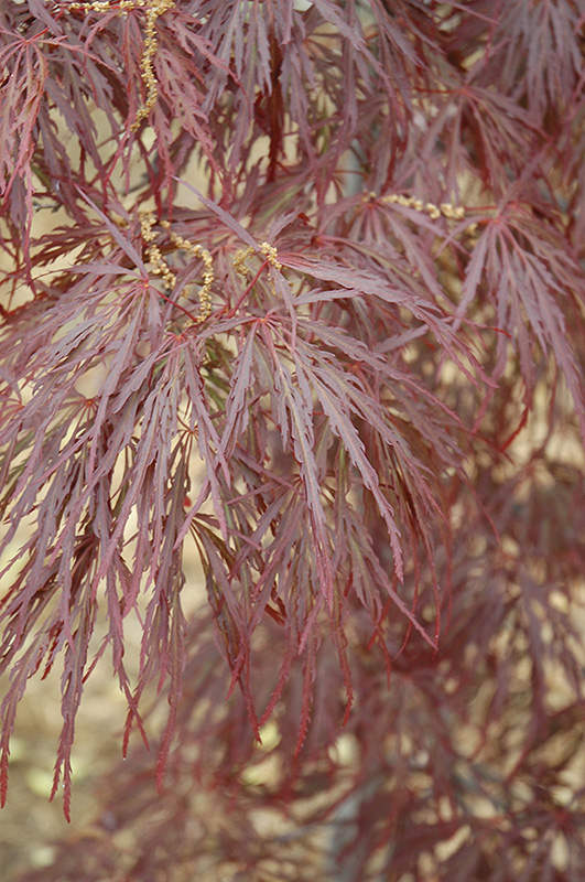 Garnet Cutleaf Japanese Maple (Acer palmatum 'Garnet') at Hicks Nurseries
