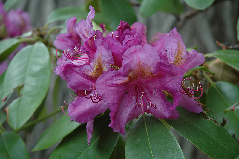 Lee's Dark Purple Rhododendron (Rhododendron catawbiense 'Lee's Dark Purple') at Hicks Nurseries
